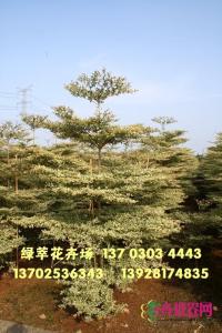 锦叶榄仁