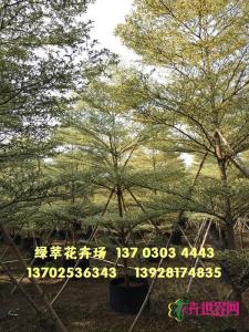 锦叶榄仁