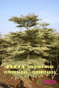 锦叶榄仁