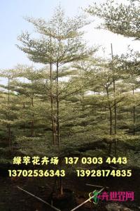锦叶榄仁