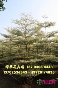 锦叶榄仁