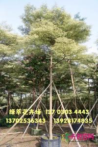 锦叶榄仁