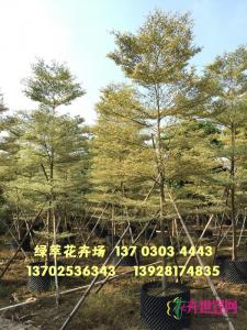锦叶榄仁