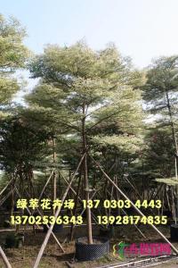 锦叶榄仁