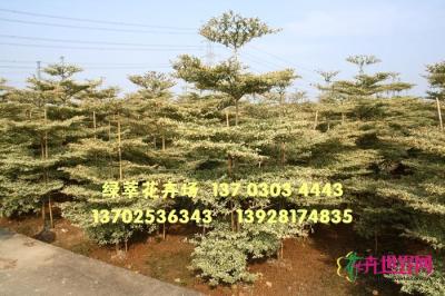 锦叶榄仁