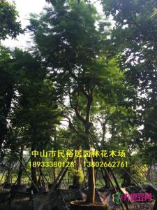 红花楹