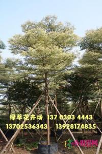 锦叶榄仁